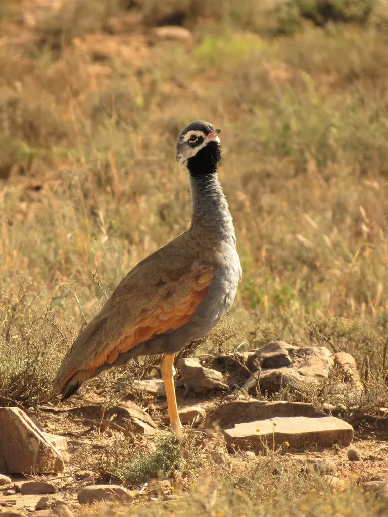 蓝鸨(Eupodotis caerulescens)
