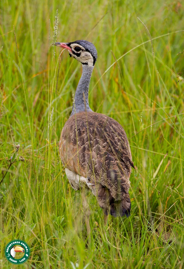 白腹鸨(Eupodotis senegalensis)