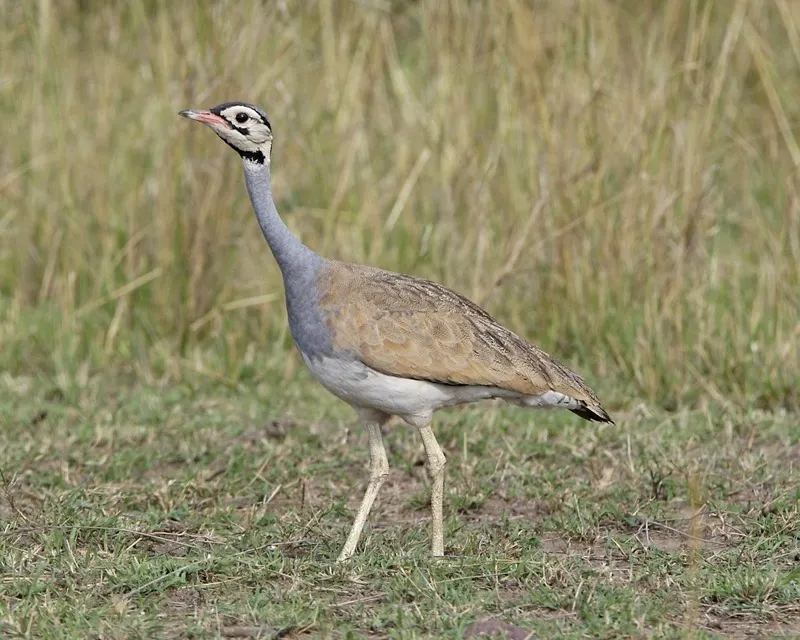 白腹鸨(Eupodotis senegalensis)