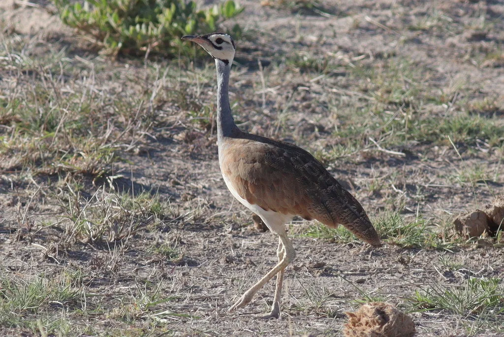 白腹鸨(Eupodotis senegalensis)