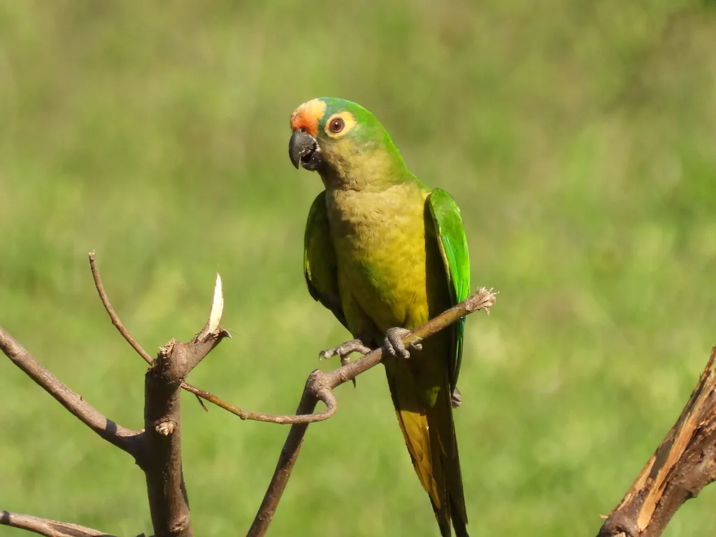 粉额鹦哥(Eupsittula aurea)