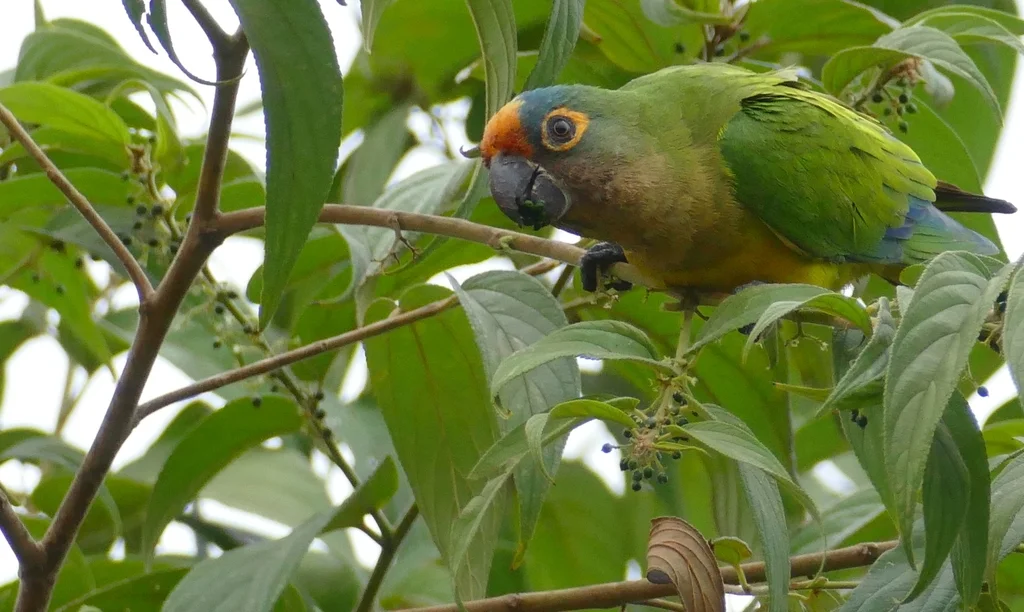 粉额鹦哥(Eupsittula aurea)