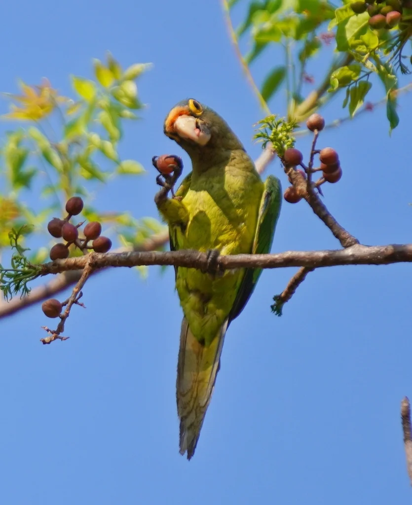 橙额鹦哥(Eupsittula canicularis)
