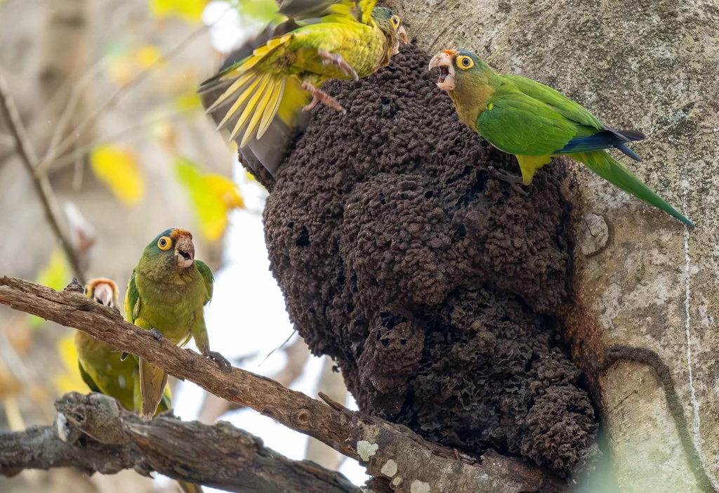橙额鹦哥(Eupsittula canicularis)