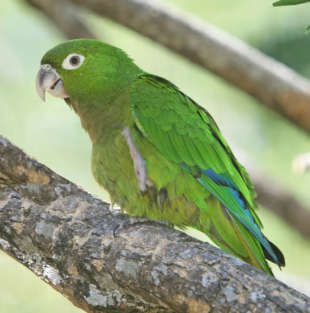 绿喉鹦哥(Eupsittula nana)