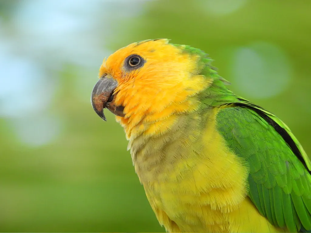 褐喉鹦哥(Eupsittula pertinax)