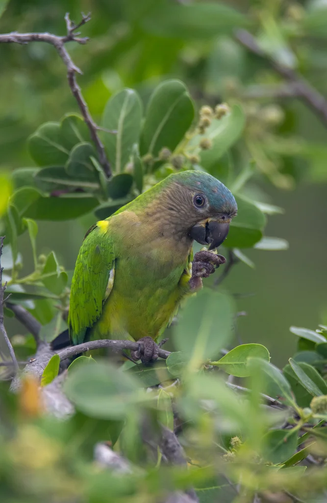 褐喉鹦哥(Eupsittula pertinax)