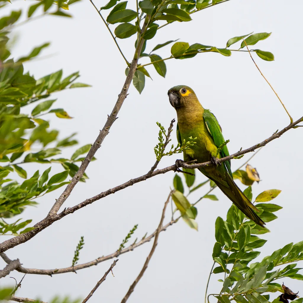 褐喉鹦哥(Eupsittula pertinax)