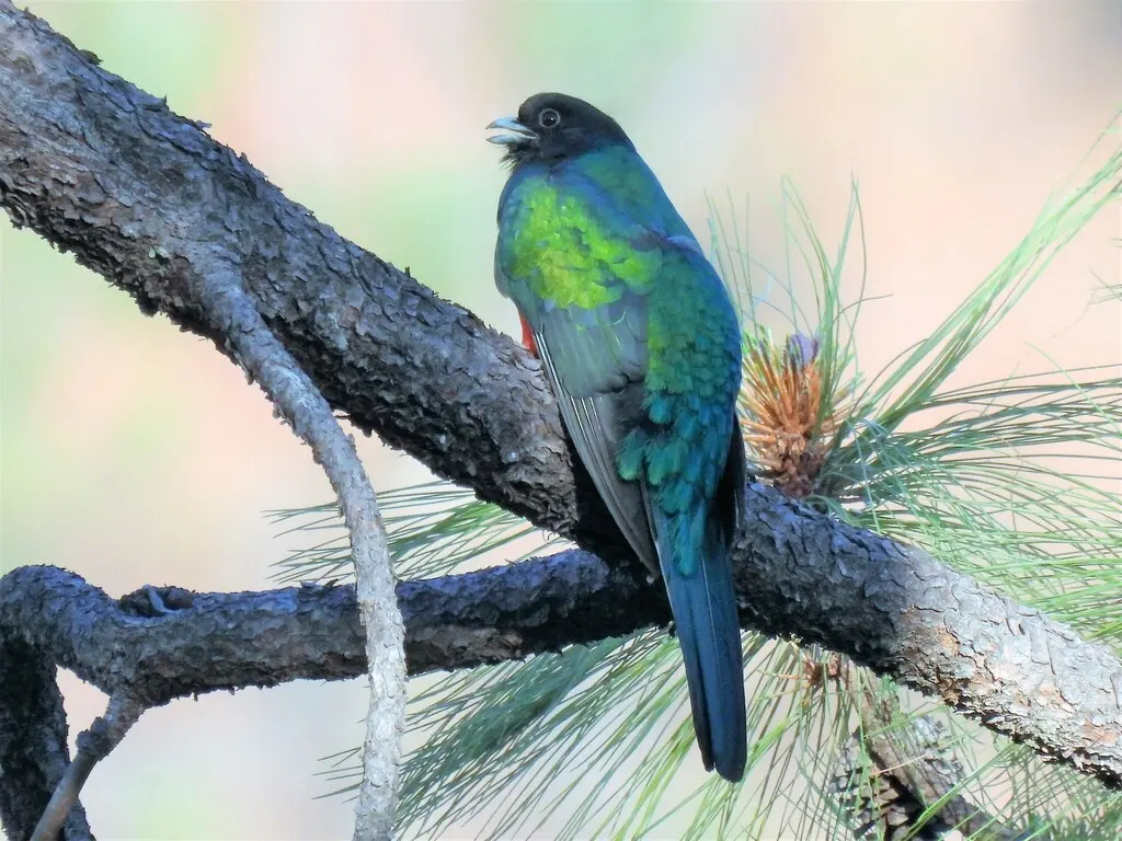 角咬鹃(Euptilotis neoxenus)