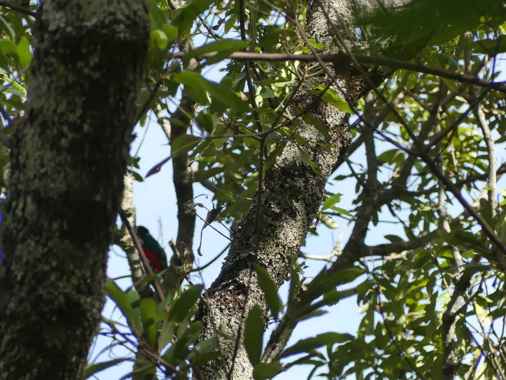 角咬鹃(Euptilotis neoxenus)