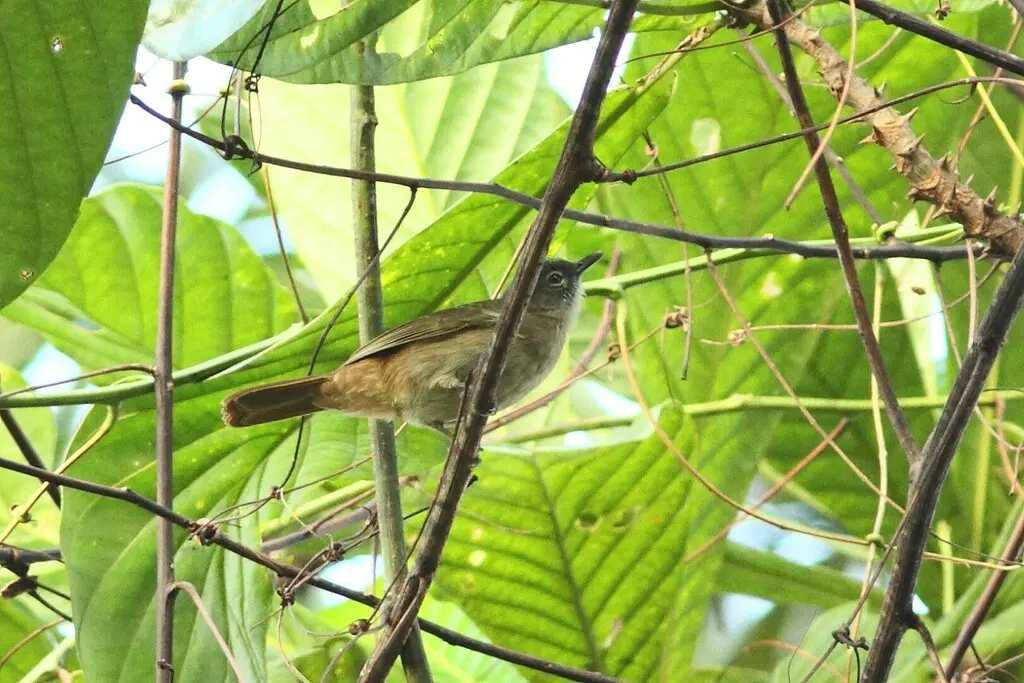 安氏绿鹎(Eurillas ansorgei)