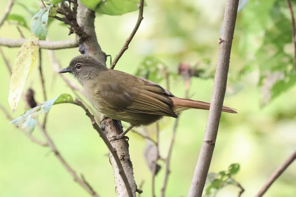 纯色绿鹎(Eurillas curvirostris)