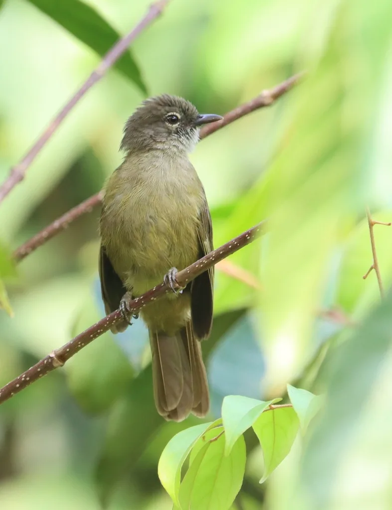 灰绿鹎(Eurillas gracilis)