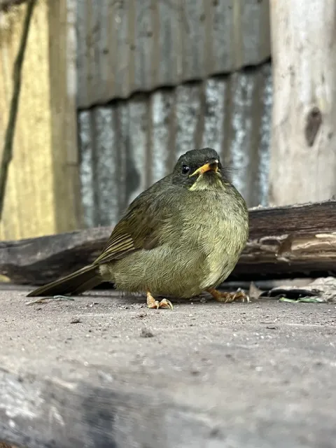 黄须绿鹎