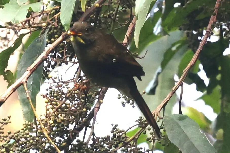 黄须绿鹎（Eurillas latirostris）