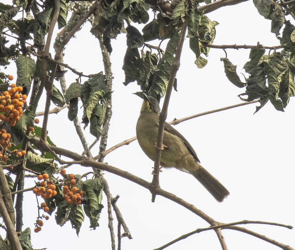 黄须绿鹎（Eurillas latirostris）