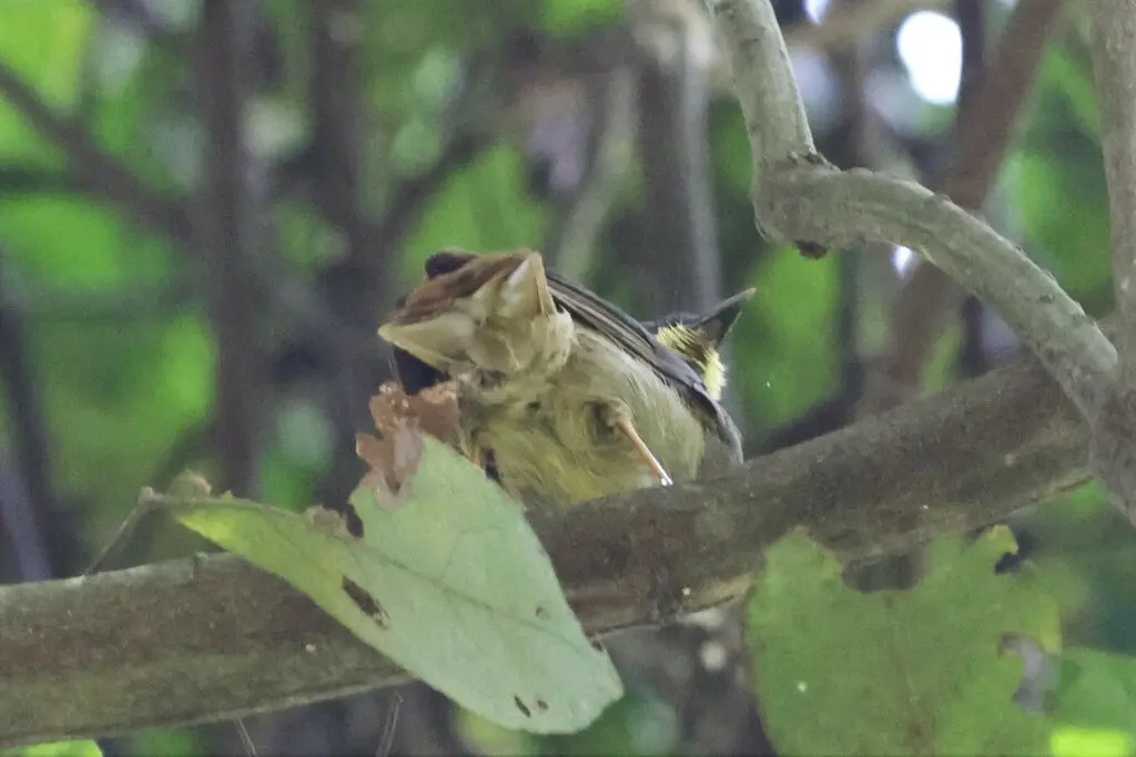 黄须绿鹎（Eurillas latirostris）