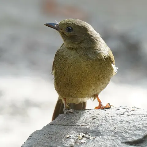 小绿鹎