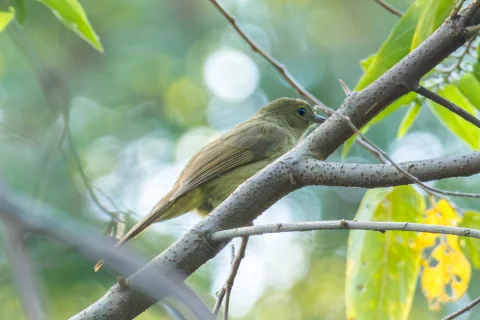 小绿鹎