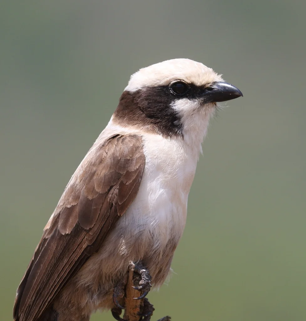 白顶林鵙(Eurocephalus anguitimens)