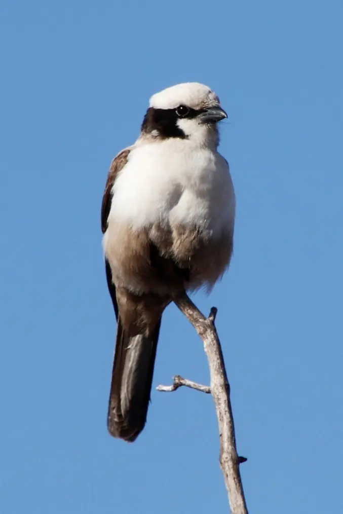 白顶林鵙(Eurocephalus anguitimens)