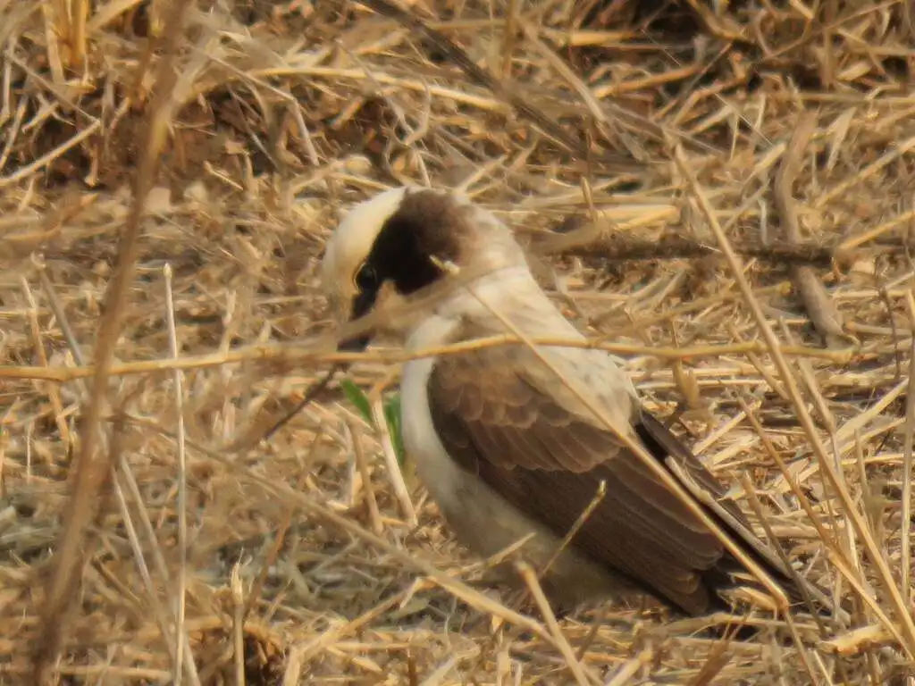 白顶林鵙(Eurocephalus anguitimens)