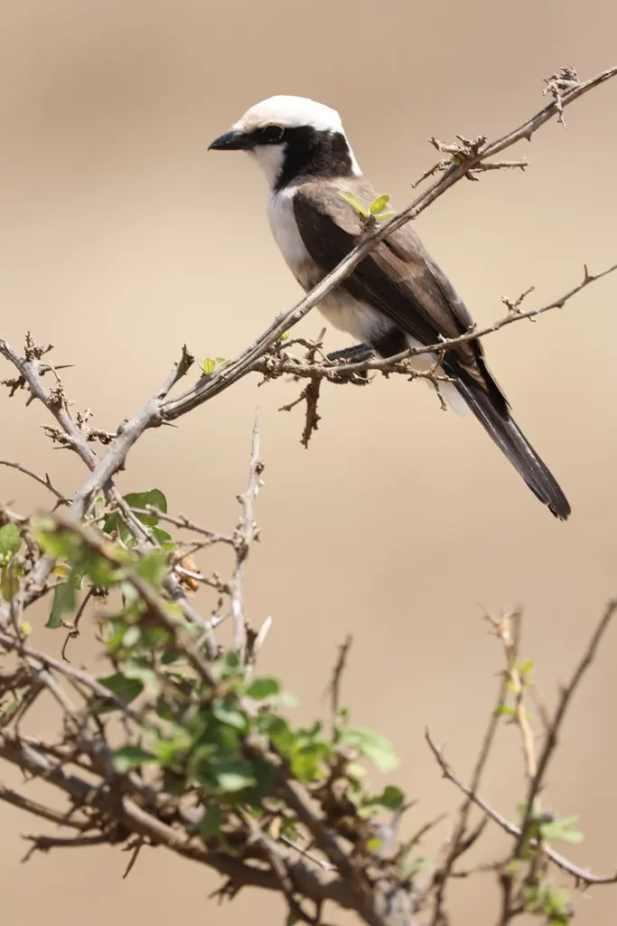 白腰林鵙(Eurocephalus ruppelli)