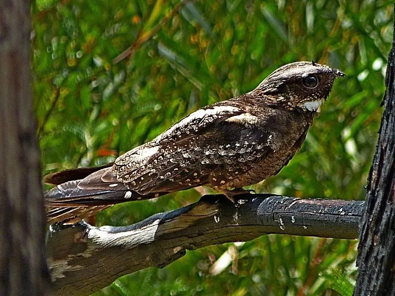 白喉毛腿夜鹰(Eurostopodus mystacalis)
