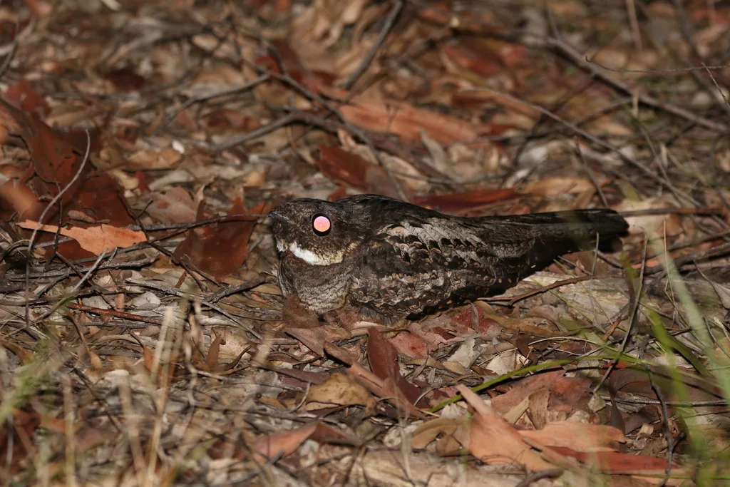 白喉毛腿夜鹰(Eurostopodus mystacalis)