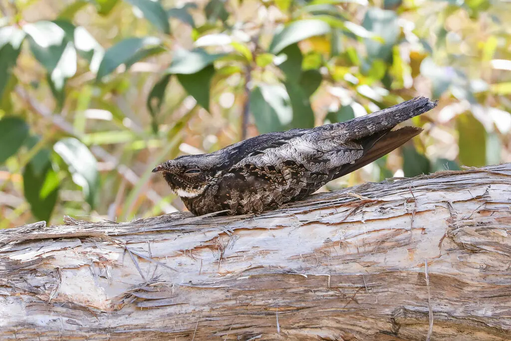 白喉毛腿夜鹰(Eurostopodus mystacalis)
