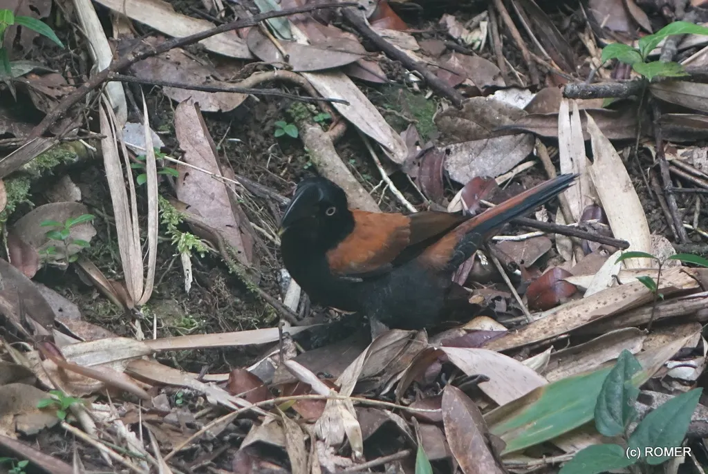 盔鵙(Euryceros prevostii)