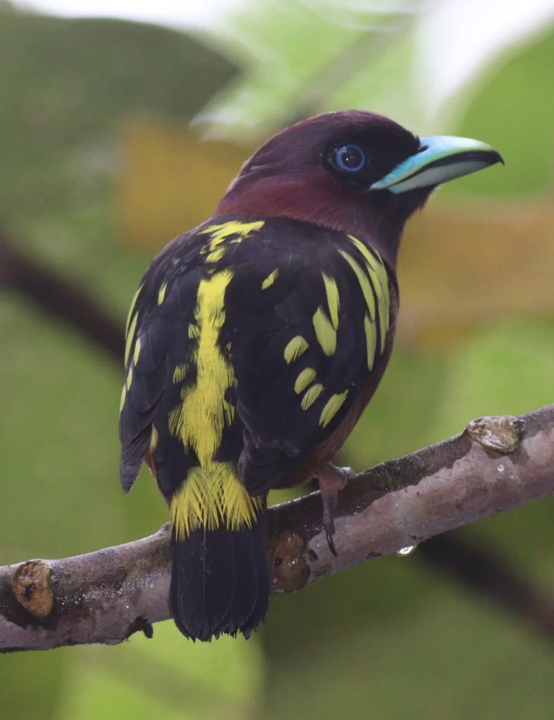 带斑阔嘴鸟(Eurylaimus javanicus)