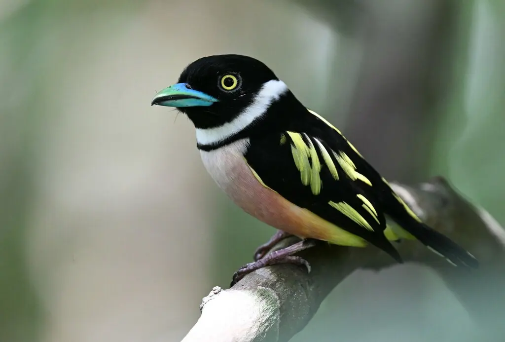 黑黄阔嘴鸟(Eurylaimus ochromalus)