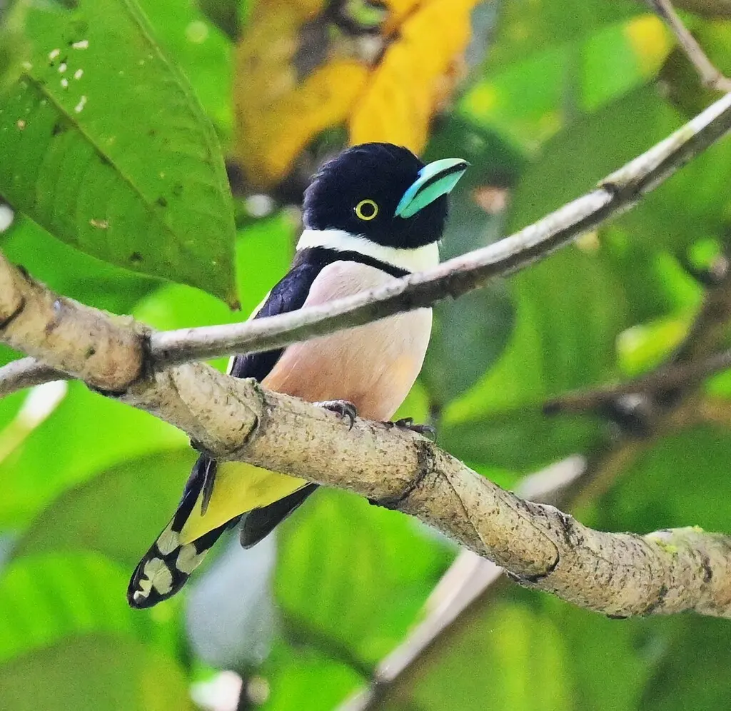 黑黄阔嘴鸟(Eurylaimus ochromalus)