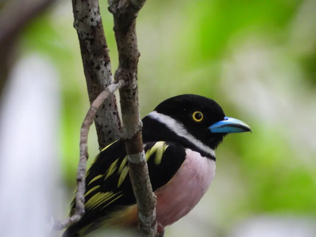 黑黄阔嘴鸟(Eurylaimus ochromalus)
