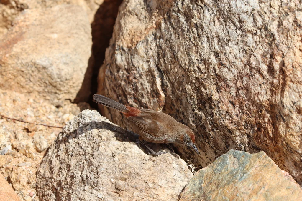 红胸莺(Euryptila subcinnamomea)