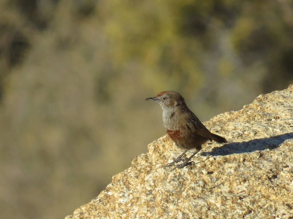 红胸莺(Euryptila subcinnamomea)