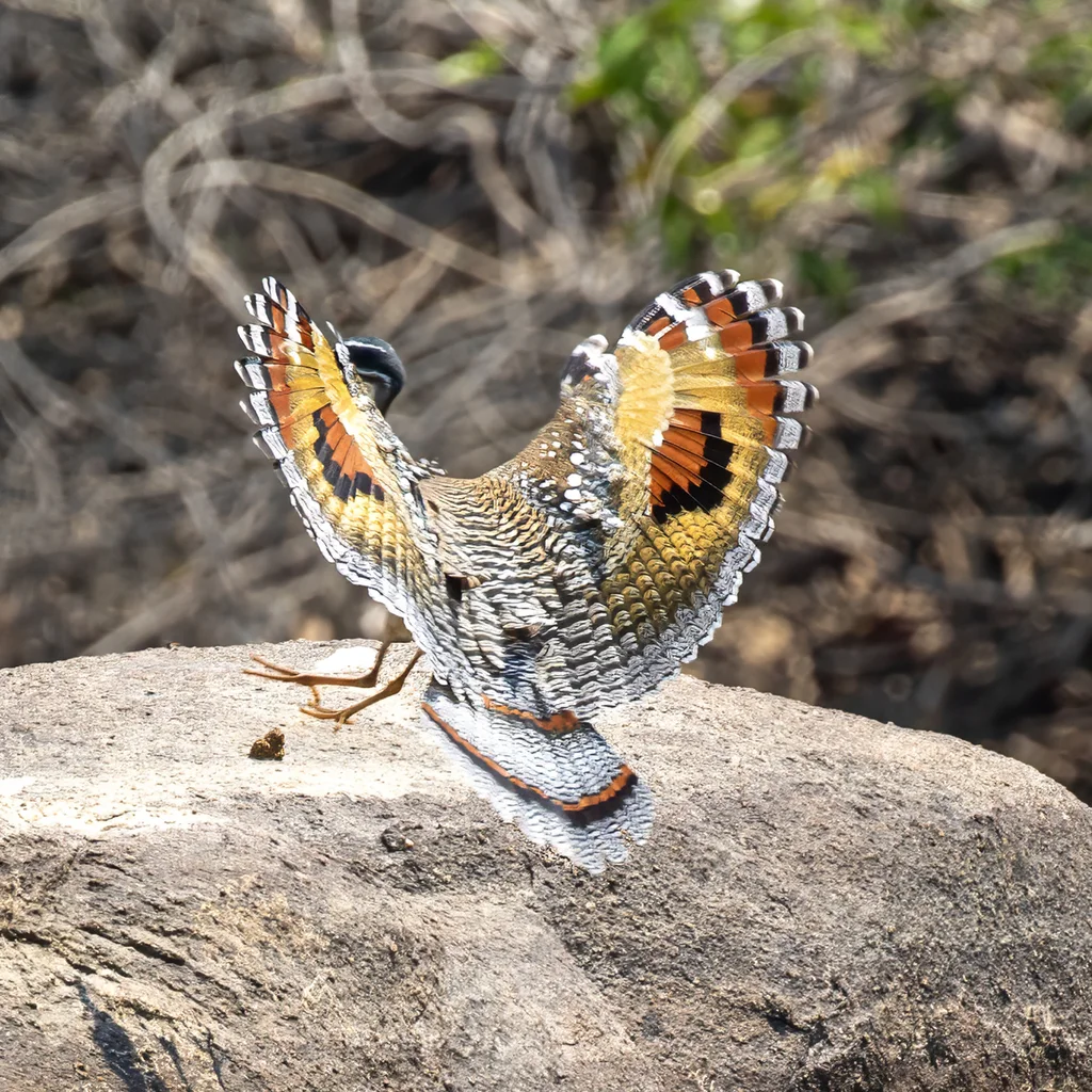 日鳽(Eurypyga helias)