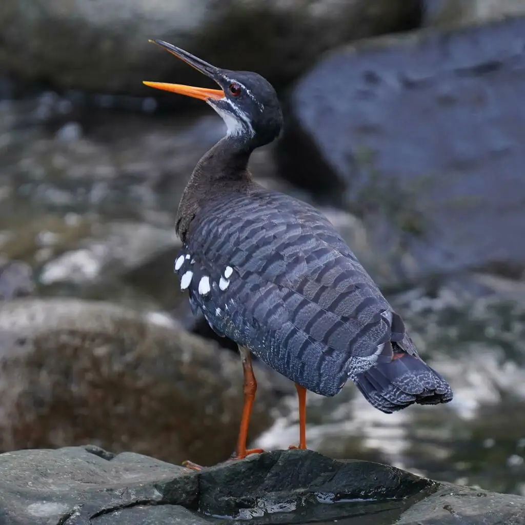 日鳽(Eurypyga helias)