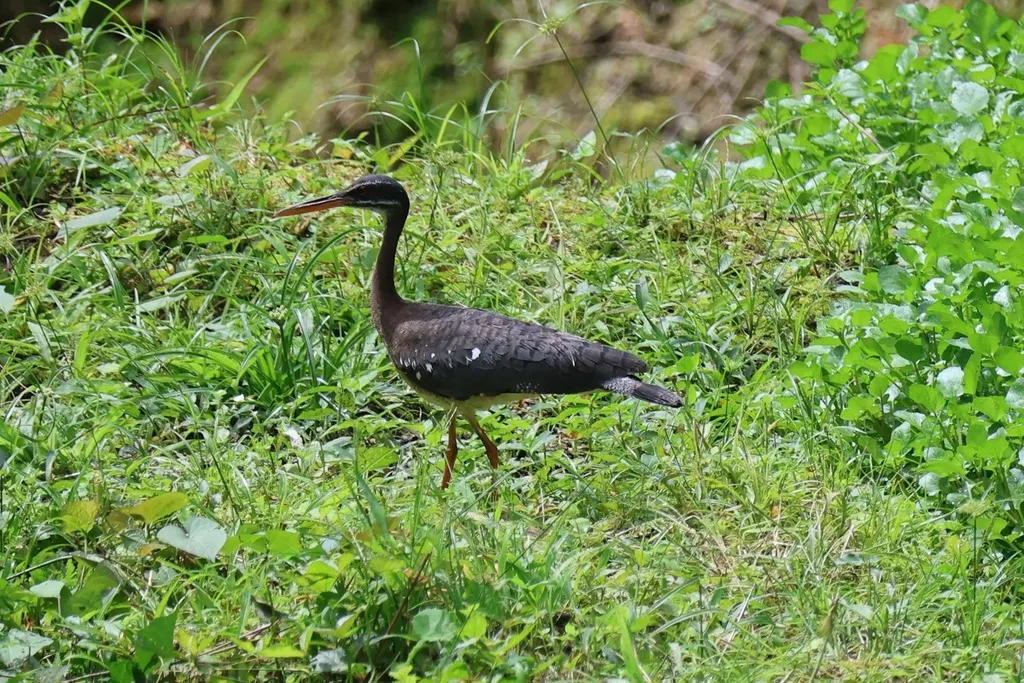 日鳽(Eurypyga helias)