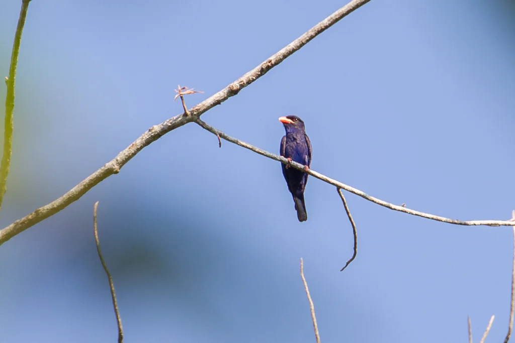 翠蓝三宝鸟(Eurystomus azureus)
