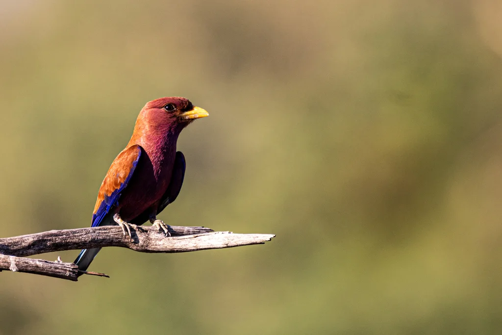 阔嘴三宝鸟(Eurystomus glaucurus)