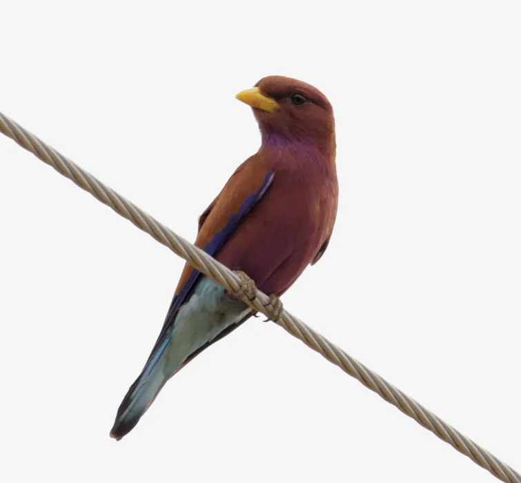 阔嘴三宝鸟(Eurystomus glaucurus)