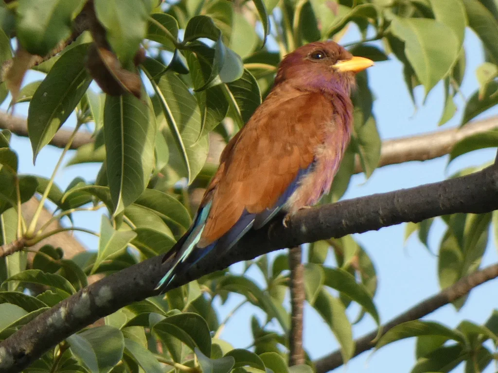 阔嘴三宝鸟(Eurystomus glaucurus)