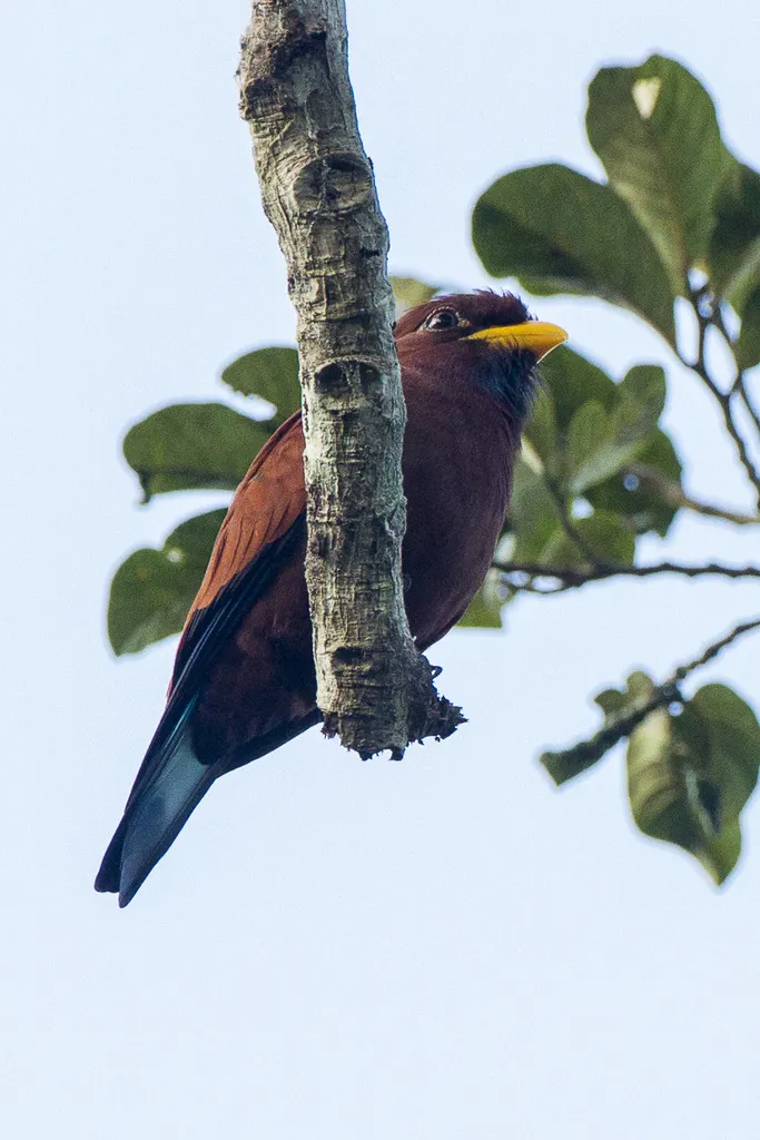 蓝喉三宝鸟(Eurystomus gularis)