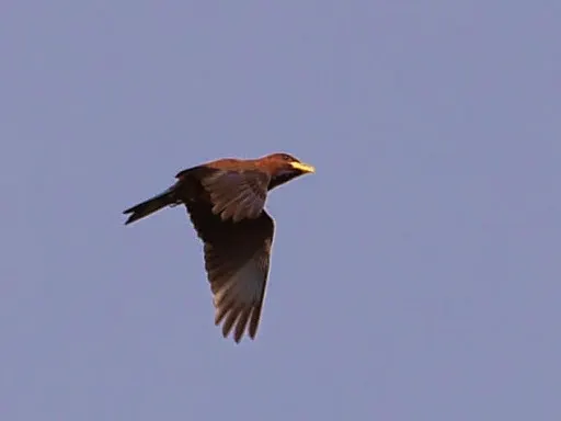 蓝喉三宝鸟(Eurystomus gularis)