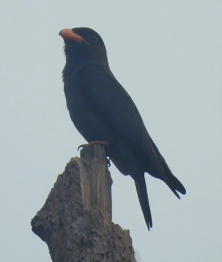 三宝鸟(Eurystomus orientalis)