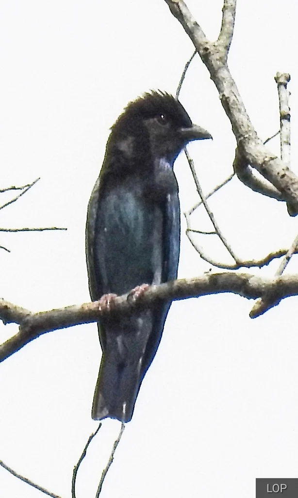 三宝鸟(Eurystomus orientalis)