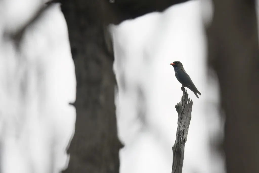 三宝鸟(Eurystomus orientalis)