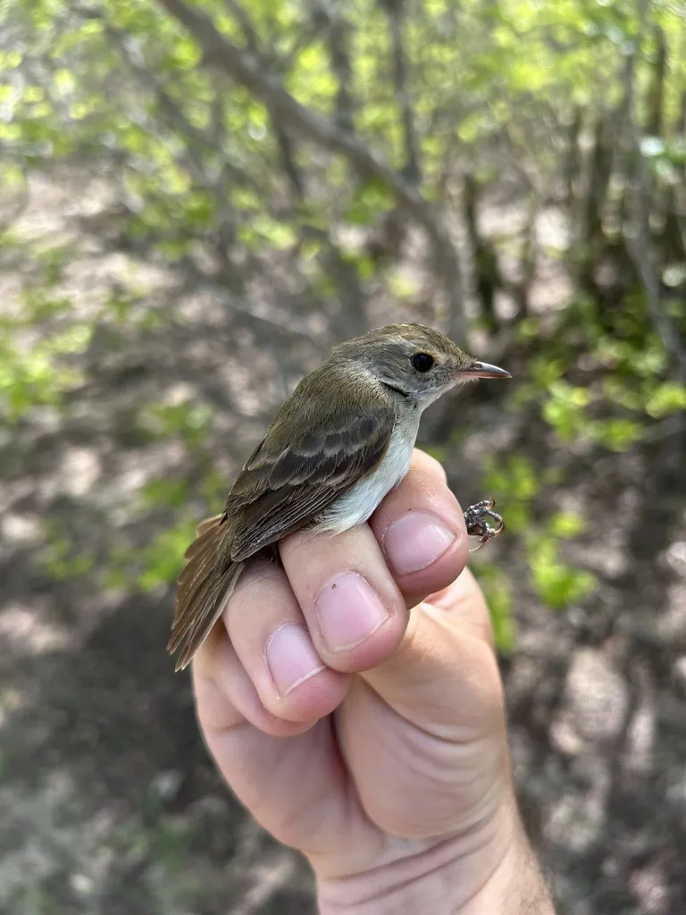 褐顶丛霸鹟(Euscarthmus meloryphus)